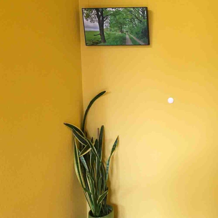 Ein Topf mit einer Pflanze Sanseviera (Bogenhanf) steht auf dem Parkettboden in der Praxis. Die Wand ist gelb. An der Wand hängt ein Foto von Reiner Müller. Es zeigt im Frühling einen Weg zwischen einem Feldrand und einem Wald.