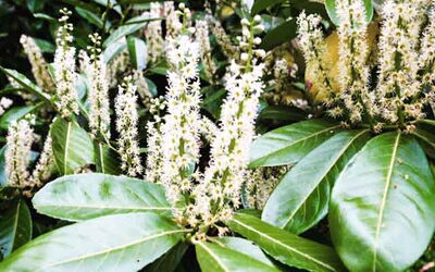 Ein Blütenstand mit weißen Blütendolden auf grünen Blättern