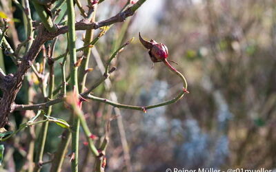 Eine Hagebutte im Winter. Der Samen für neue Rosenpflanzen.