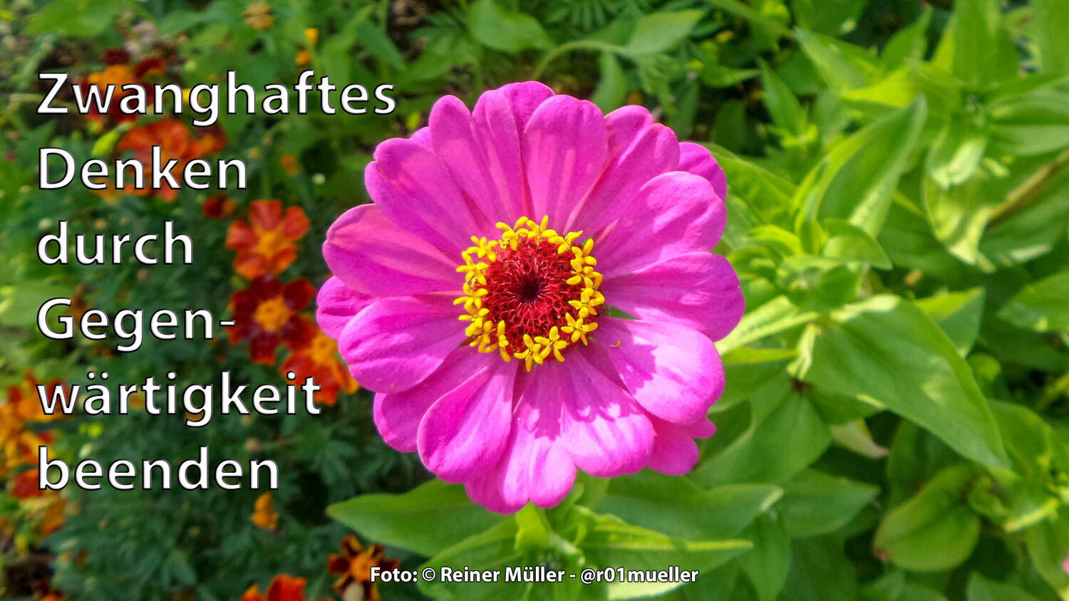 Eine pinkfarbene Zinnie. Konzentriere Dich auf den Augenblick und Du kannst zwanghafte Gedanken überwinden. (c) Reiner Müller - Angstfreier leben