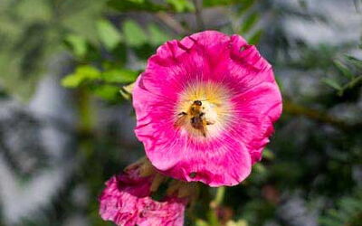 Eine kleine Blume, kann die Quelle unseres Glücks sein.