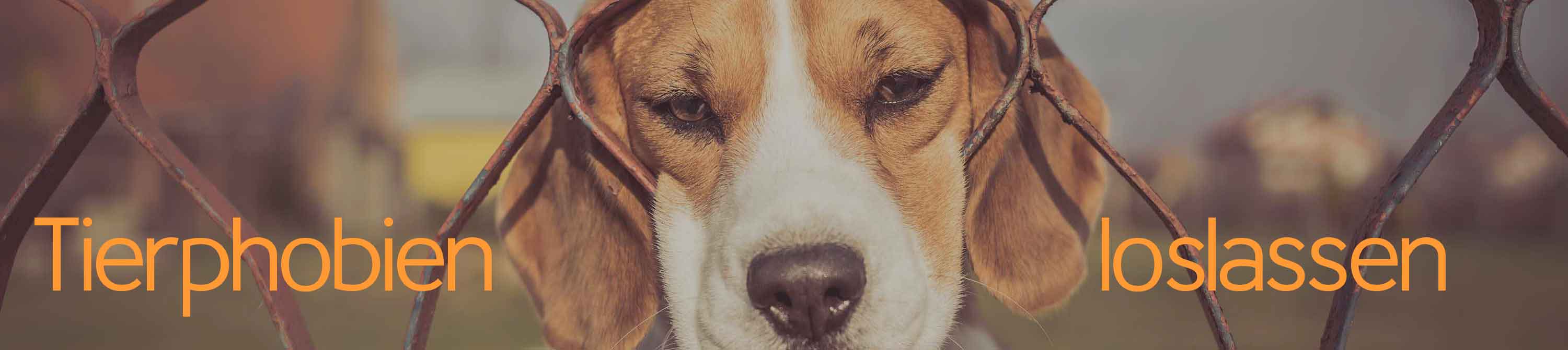 Tierphobien loslassen. Ein süsser Hund schaut auf den Betrachter. Die meisten Ängste vor Tiere sind unbegründet, da diese oft wenig oder gar nicht gefährlich sind.