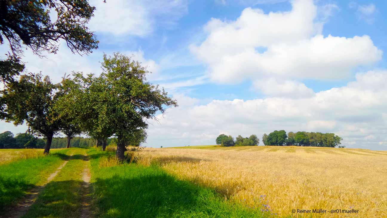 Ein sommerliches Getreidefeld. Links davon ein von Obstbäumen beschatteter Weg. In Hypnose sind Traumreisen und ein leichter Zugang zum Unbewussten möglich. Foto Copyright: Reiner Müller - @r01mueller