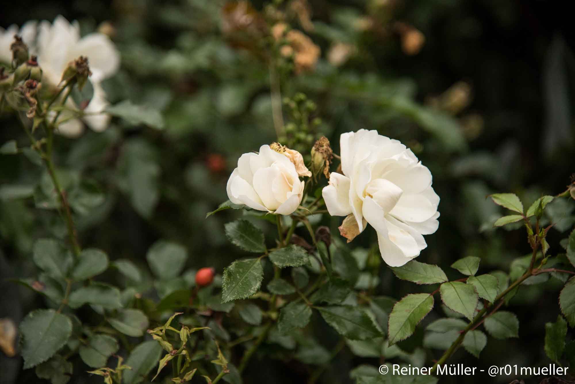 Zwei weiße Rosen. Sie stehen für innere Klarheit. Und ein paar Hagebutten, sie stehen für Reife.
